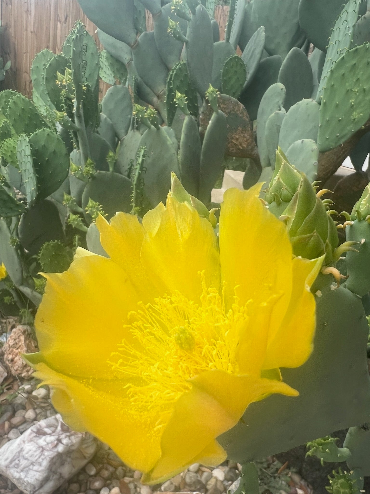 prickly pear cactus pad Cactus Pad – Royal Bloodline Exotics LLC
