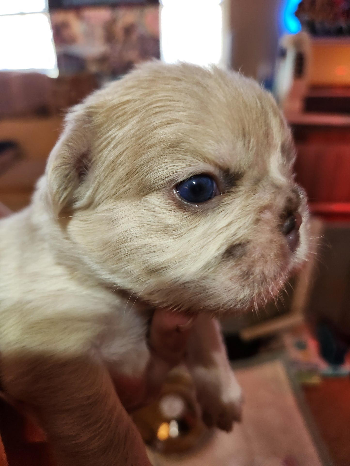 Dark Blue Male Puppy