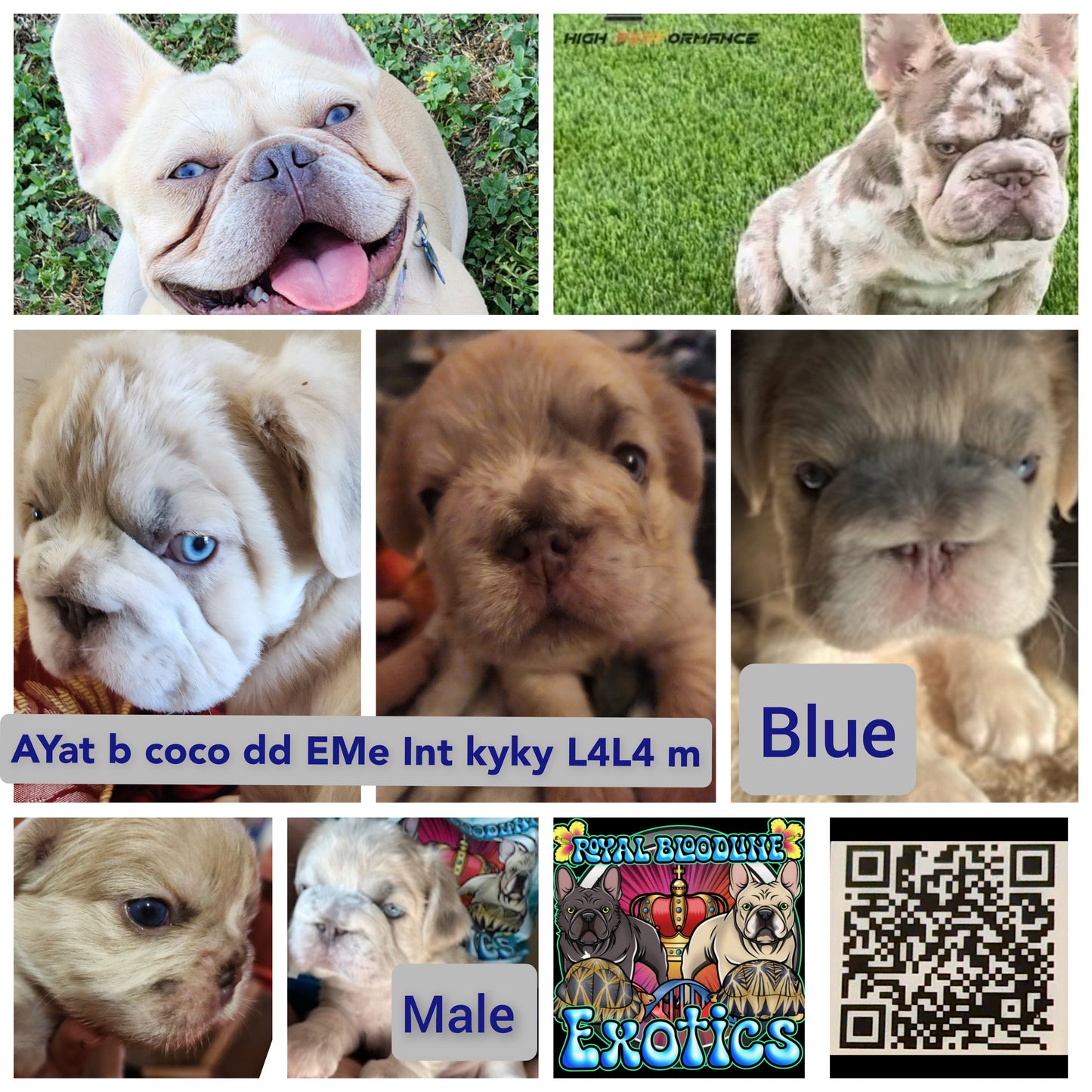 Dark Blue Male Puppy