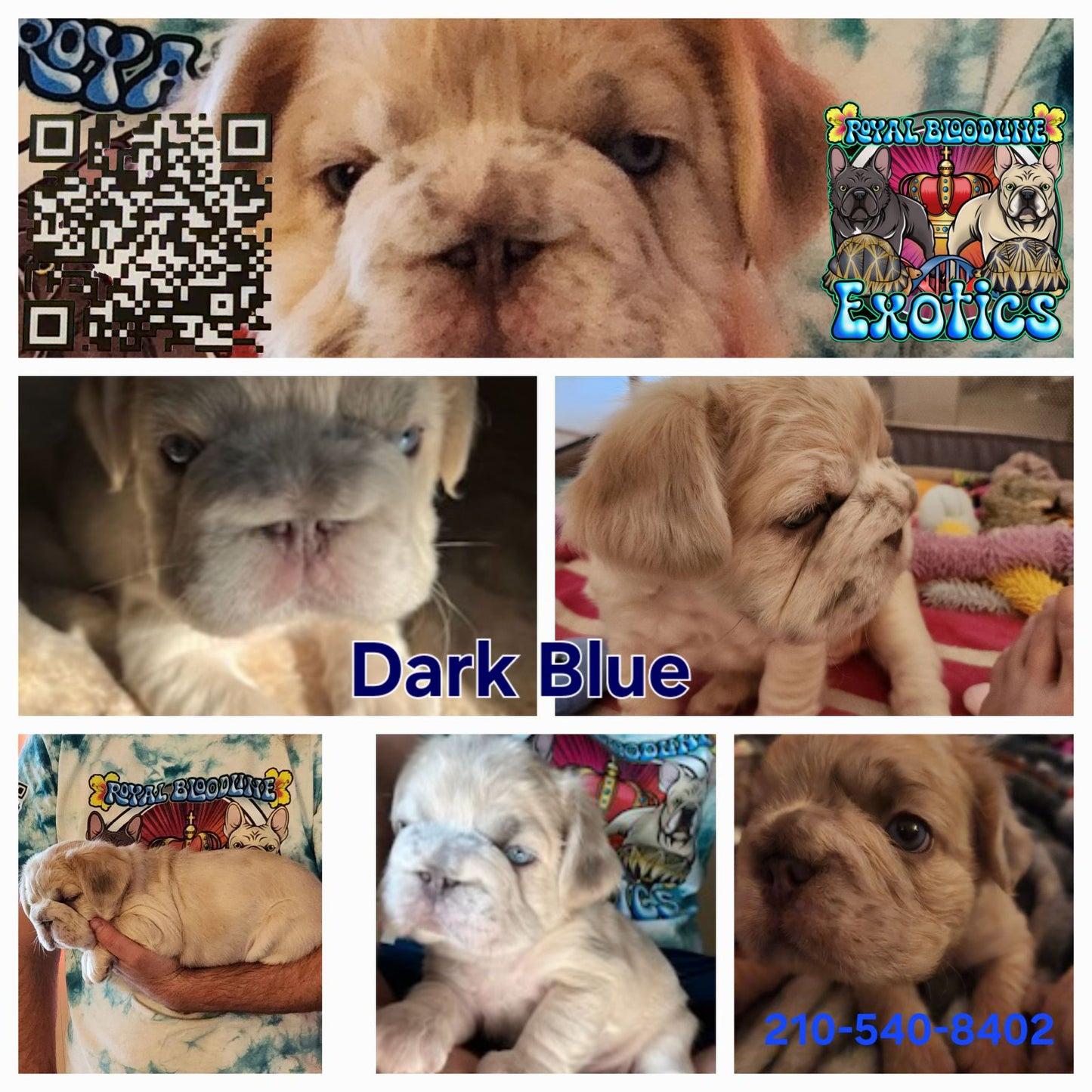 Dark Blue Male Puppy